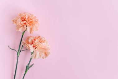 Pembe arka planda güzel şeftali renginde karanfil çiçekleri. Mesaj için yer. Düz yatıyordu.