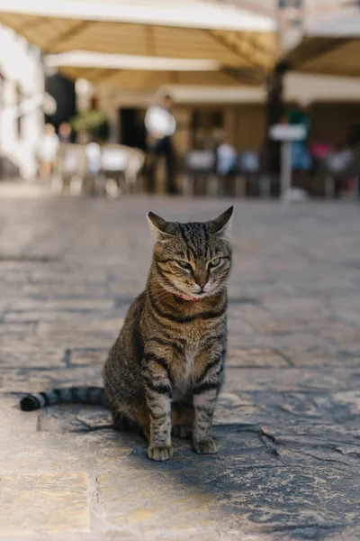 Karadağ Eski Kotor Kasabasının Caddesinde Şirin Bir Tekir Kedi Bir — Stok fotoğraf