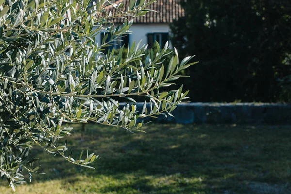 Bahçedeki taze zeytin dalları. Seçici odaklanma. Metin için yer.