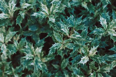 Yaz bahçesinde taze yeşil Holly yaprakları (Ilex aquifolium (meserveae)). Seçici odak.