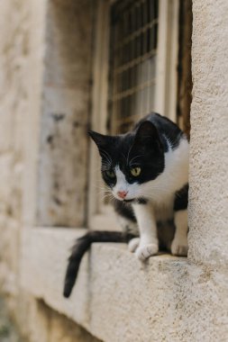 Karadağ 'ın eski Kotor kasabasının caddesindeki sevimli siyah beyaz kedi. Bir sokak kedisinin portresi.