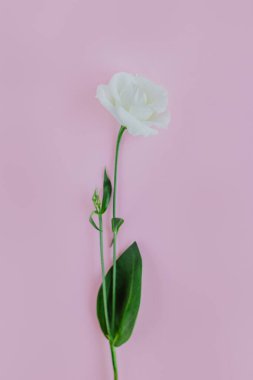 Pembe renkli arka planda güzel beyaz Eustoma (Lisianthus) çiçeği. Metin için yer.