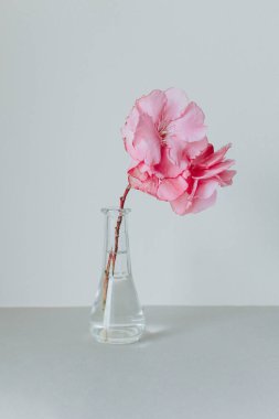 Gri arka planda cam bir vazoda pembe zakkum çiçeği. Asgari konsept.