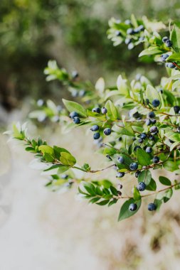 Myrtle koyu mavi böğürtlenli dallar. Seçici odak.