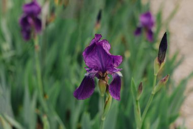 Bahar bahçesindeki güzel mor Iris çiçekleri. Seçici odak.