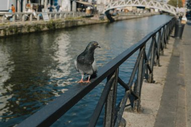 Güvercin Navigli, Milan, Lombardy, İtalya 'da kanal kenarında oturuyor. Seçici odak.