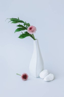 Yeşil yapraklı hassas bir dal ve gri arka planda beyaz bir vazoda pembe kasımpatı çiçeği. Asgari konsept.