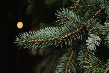 Karanlık bir arka planda taze ladin dalları. Metin için yer.