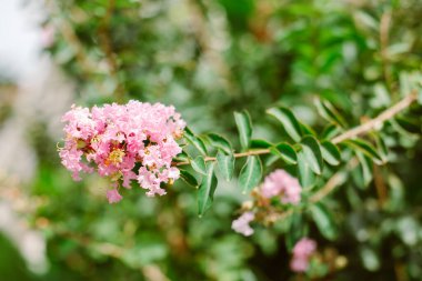 Lagerstroemia Specosa 'nın güzel pembe çiçekleri (Queen' s Flower) bir yaz caddesinde. Seçici odak.