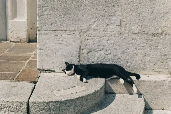 Cute black and white cat lying on a street in Italian old town. Portrait of a street cat.