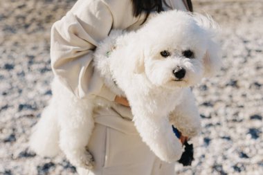 Şirin Bichon Frise köpeği sahibinin elinde. Bir köpek yavrusu portresi.