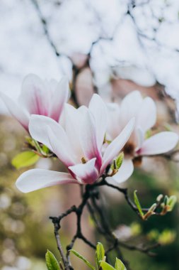 Bahar bahçesindeki muhteşem Magnolia çiçekleri. Bahar zamanı geçmişi. Seçici odak.