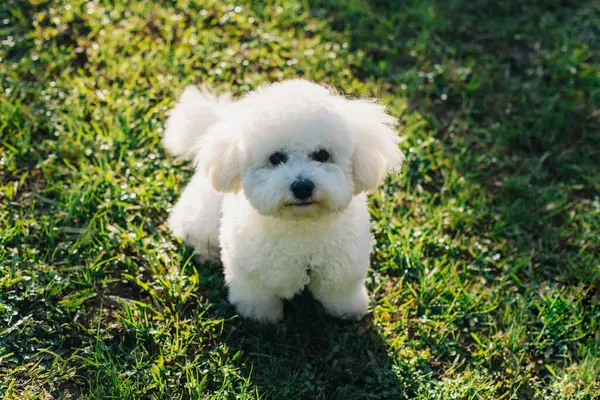 Parkta yeşil çimlerin üzerinde yürüyen şirin Bichon Frise köpeği. Bir köpek yavrusu portresi.