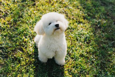 Parkta yeşil çimlerin üzerinde yürüyen şirin Bichon Frise köpeği. Bir köpek yavrusu portresi.