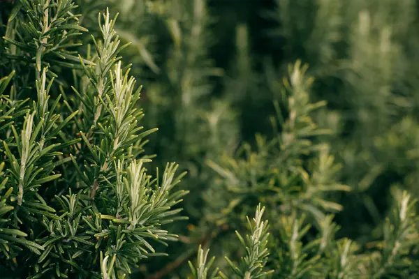Güneşli bir günde bahçede aromatik biberiye tozu. Seçici odaklanma. yakın plan.