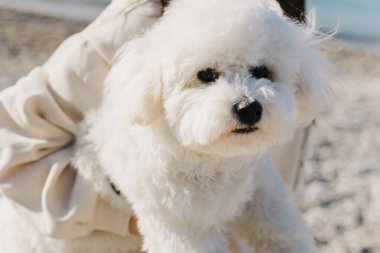 Şirin Bichon Frise köpeği sahibinin elinde. Küçük bir köpeğin portresi..