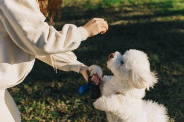 Şirin Bichon Frise köpek sahibi ile oynuyor. Bir köpek yavrusu portresi.