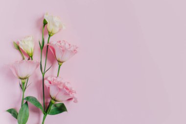 Pembe renkli arka planda güzel beyaz ve pembe Eustoma (Lisianthus) çiçekleri. Metin için yer.