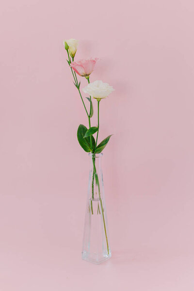 Beautiful white and pink Eustoma (Lisianthus) flowers in a vase on a pink pastel background. Place for text.