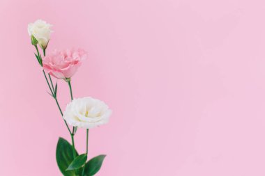 Pembe renkli arka planda güzel beyaz ve pembe Eustoma (Lisianthus) çiçekleri. Metin için yer.
