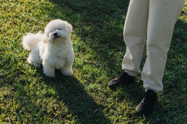 Şirin Bichon Frise köpek sahibi ile oynuyor. Bir köpek yavrusu portresi.