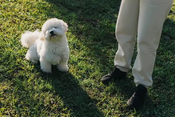 Şirin Bichon Frise köpek sahibi ile oynuyor. Bir köpek yavrusu portresi.