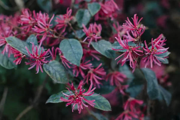 stock image Beautiful pink flowers of Chinese fringe-bush (Loropetalum chinense) in a spring garden. Close-up.