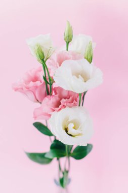 Pembe renkli arka planda güzel beyaz ve pembe Eustoma (Lisianthus) çiçekleri. Seçici odak.