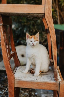 Budva 'nın eski kenti Karadağ' ın bir caddesinde şirin beyaz ve kırmızı bir kedi. Bir sokak kedisinin portresi.
