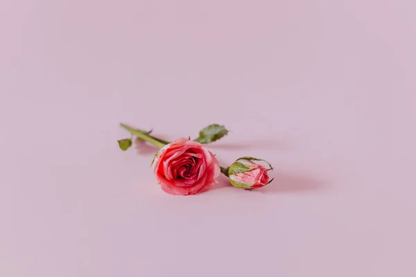 Beautiful pink Rose flowers on a pink pastel background. Place for text.