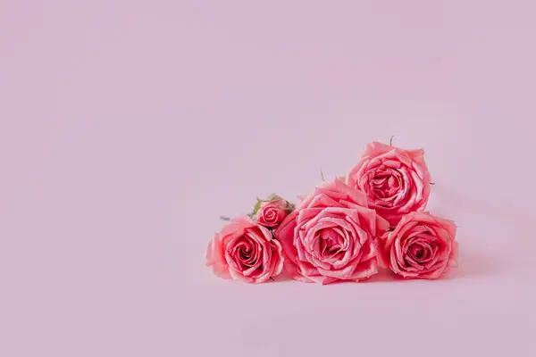 Beautiful pink Rose flowers on a pink pastel background. Place for text.