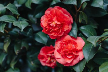 Beautiful pink Camellia flowers in a garden. Selective focus.