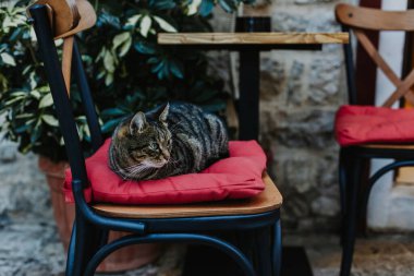 Budva 'nın eski kenti Karadağ' daki bir caddede şirin tekir kedi. Bir sokak kedisinin portresi.