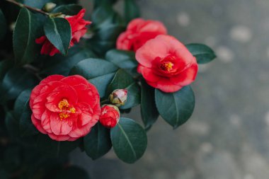 Beautiful pink Camellia flowers in a garden. Selective focus.