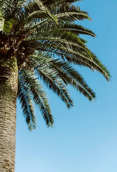 Güneşli bir günde mavi gökyüzünde palmiye ağacı. Minimum konsept. Metin için yer.