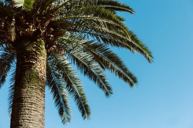 Güneşli bir günde mavi gökyüzünde palmiye ağacı. Minimum konsept. Metin için yer.