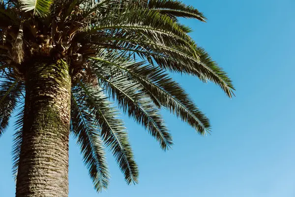 Güneşli bir günde mavi gökyüzünde palmiye ağacı. Minimum konsept. Metin için yer.