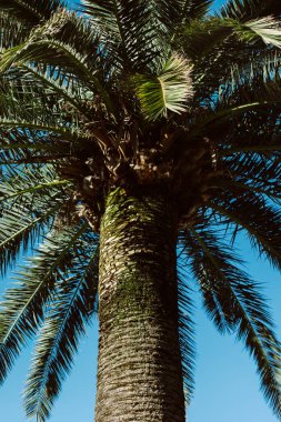 Güneşli bir günde mavi gökyüzünde palmiye ağacı. Asgari konsept.
