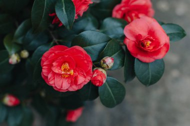 Beautiful pink Camellia flowers in a garden. Selective focus.
