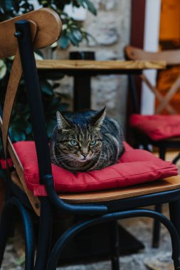 Budva 'nın eski kenti Karadağ' daki bir caddede şirin tekir kedi. Bir sokak kedisinin portresi.
