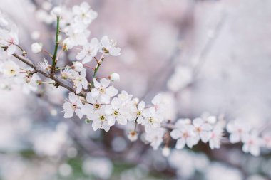 Bahar bahçesinde beyaz çiçekli güzel bir dal. Seçici odak.