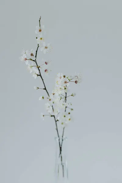 Beautiful blossom branches in a vase on a grey background. Spring minimalistic concept.