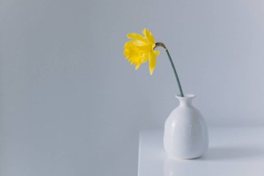 Güzel sarı nergis (narcissus çiçeği) beyaz bir vazoda. Minimum konsept. Metin için yer.