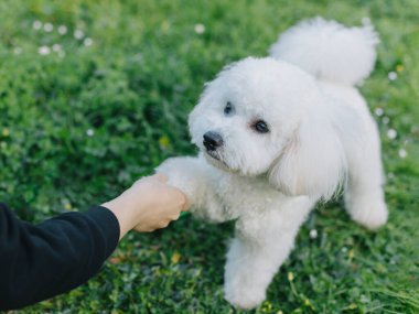 Şirin Bichon Frise köpek sahibi ile oynuyor. Bir köpek yavrusu portresi.