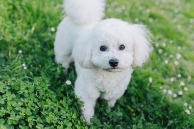 Şirin Bichon Frise köpek yavrusu yeşil çimenlerde yürüyor. Bir köpek yavrusu portresi.