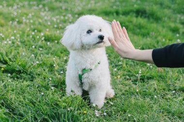 Şirin Bichon Frise köpek sahibi ile oynuyor. Bir köpek yavrusu portresi.