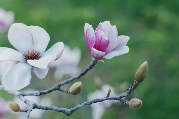 Erstaunliche Magnolienblüten Einem Frühlingsgarten Frühlingshintergrund Selektiver Fokus lizenzfreie Stockbilder