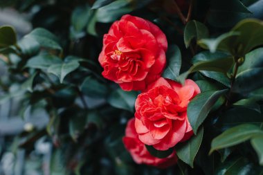 Beautiful pink Camellia flowers in a garden. Selective focus.