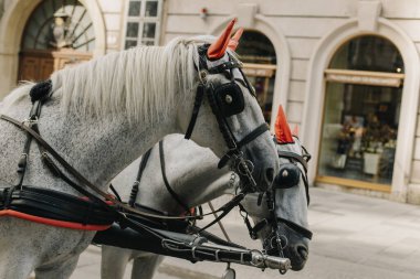 Beyaz ve siyah atlar Viyana caddesinde bir arabaya bağlandı. Yakın plan..