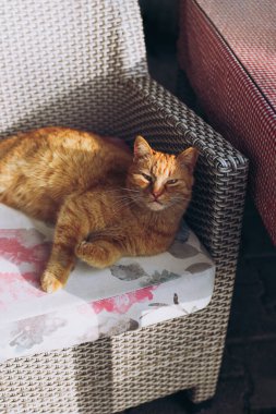 Karadağ 'ın Budva kentindeki bir sokakta koltukta yatan sevimli kırmızı kedi. Bir sokak kedisinin portresi.